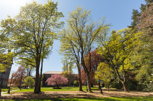 Western's campus blooming with new trees and flowers in Spring, with the sun shining overhead.
